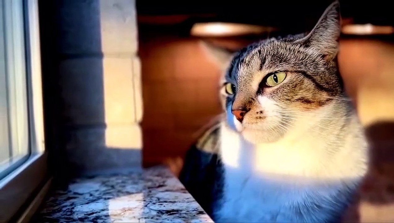 Beautiful kitty, amazing cats video - video Dailymotion