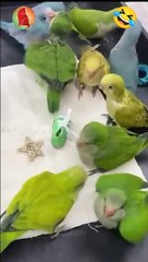 Funny and smart Parrots