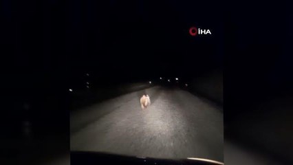 Yavru ayının yolda otomobilin ışığıyla son sürat koştuğu anlar kamerada