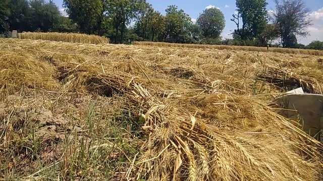 रबी की कटाई पूरी : दाना हुआ छोटा, काला पड़ा गेहूं