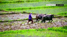 Paddy Cultivation _ Sri Lanka
