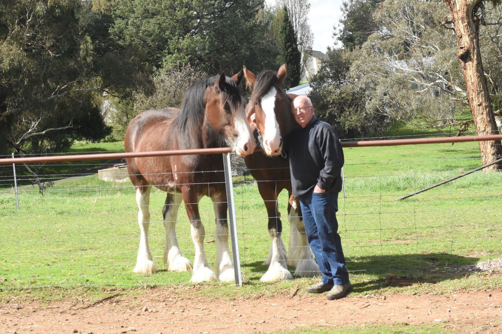 ⁣McMurchie Clydesdale owners Colin and Karin Brown show off their award winning horses.