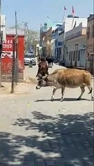 सांड के हमले में एक घायल, 20 टांके लगे