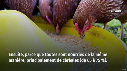 Les œufs de poules élevées en plein air sont-ils meilleurs