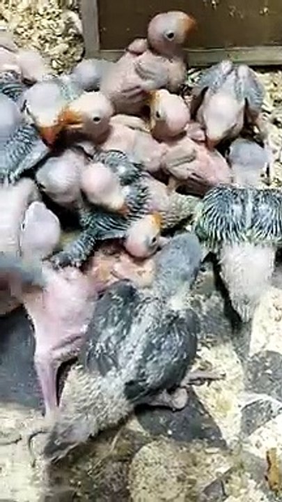 cute baby parrots,indainringneck ,parrots,plumhead, funnyanimals