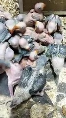 cute baby parrots,indainringneck ,parrots,plumhead, funnyanimals