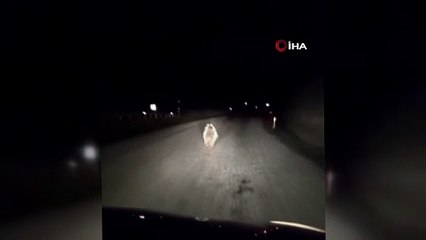 Yavru ayı kara yolunda otomobilin ışığıyla son sürat koştu