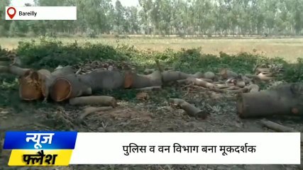 बरेली: धड़ल्ले से काटे जा रहे हरे-भरे वृक्ष, अभियान को दिखाया जा रहा ठेंगा
