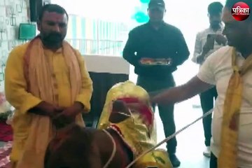 Video: लखनऊ में VIP गेस्ट बनकर पहुंची गाय, किया रेस्टोरेंट का उद्घाटन