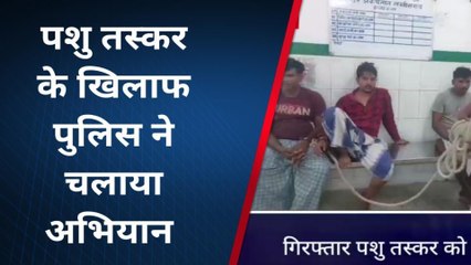 लखीसराय: एनएच 80 से तीन पशु तस्कर हुए गिरफ्तार, 29 पशु भी बरामद