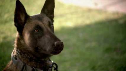 R.A.D.A.R.: The Bionic Dog - Trailer (English) HD