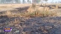 सहारनपुर: हाई टेंशन लाइन की चिंगारी से 5 बीघा गेहूं जलकर राख, की मुआवजे की मांग