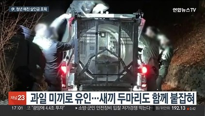 "곰 잘못 아니다"…伊서 살인불곰 사살 놓고 찬반논쟁