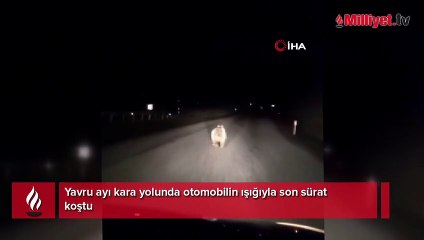 Yavru ayı kara yolunda otomobilin ışığıyla son sürat koştu