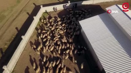 Koyun ve kuzuların buluşması renkli görüntüler oluşturdu