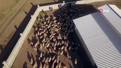 Ahlat’ta koyun ve kuzuların buluşması renkli görüntüler oluşturdu