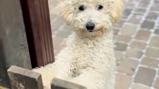 cute baby animals videos compilation cutest moment of the animals - cutest puppies #1