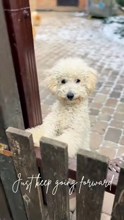 cute baby animals videos compilation cutest moment of the animals - cutest puppies #1