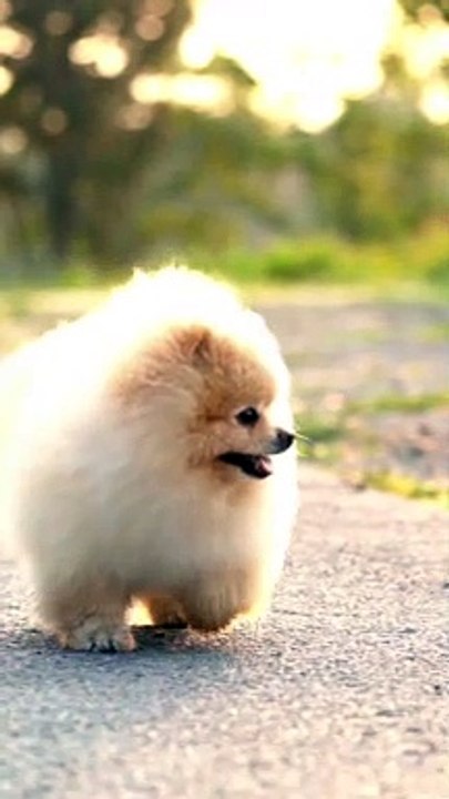cute dog moments compilation in the world