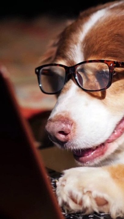 funniest animals videos 2023 try not to laugh funny dogs and cat #2