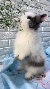 best funny dogs and cats videos - funniest animals videos 2023 pets lovers#1