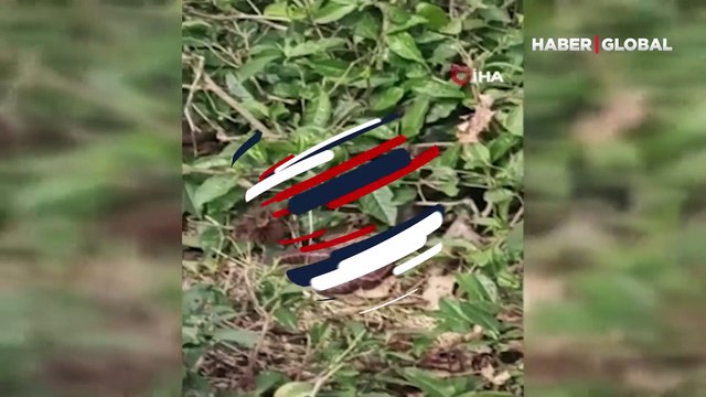 Dünyanın en zehirli yılanları arasında! Koruma altındaki Hopa engereği uzun zamandan bu yana ilk kez bu kadar yakından görüntülendi