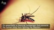 Mosquitoes Can Suppress Our Immune Response to Viruses With Their Saliva