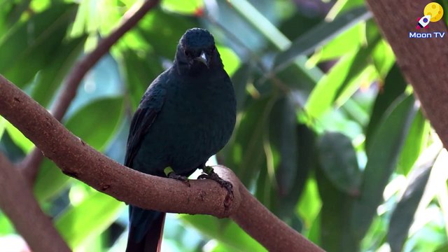 Meditation Music for Relaxation and Rejuvenation