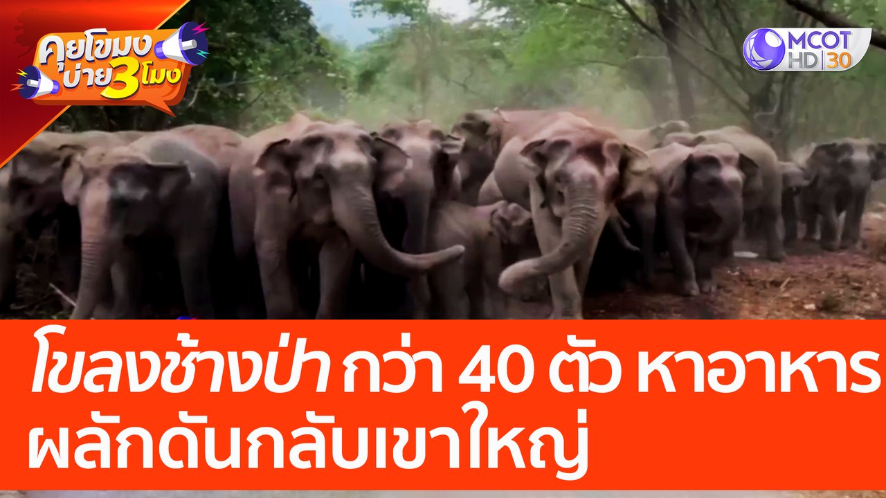 'โขลงช้างป่า' กว่า 40 ตัว หาอาหาร ผลักดันกลับเข...