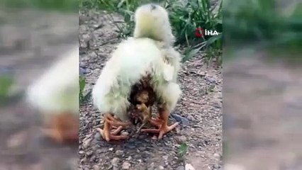 Dört bacaklı doğdu, duyan onu görmeye koştu