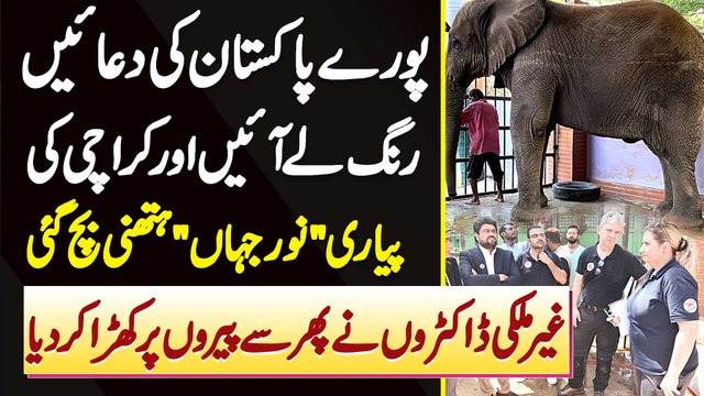Karachi Zoo Me Elephant Noor Jehan Ki Jan Foreign Doctor Ne Bacha Li, Apne Pairon Pe Khara Kar Dia