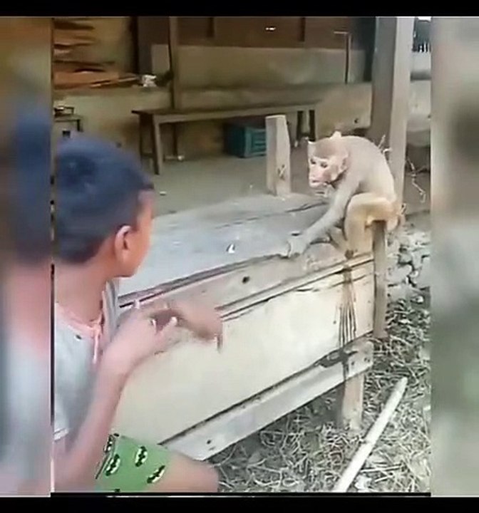 don't mess with the monkey  ..