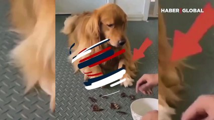 Sahibini kandıran uyanık köpeğin görüntüleri izlenme rekoru kırdı