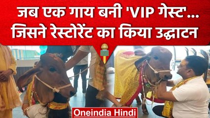 Lucknow Organic Restaurant: VIP गेस्ट बनकर पहुंची Cow, किया Restaurant का उद्घाटन  | वनइंडिया हिंदी