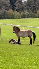 Przewalski's foals Luujin first steps