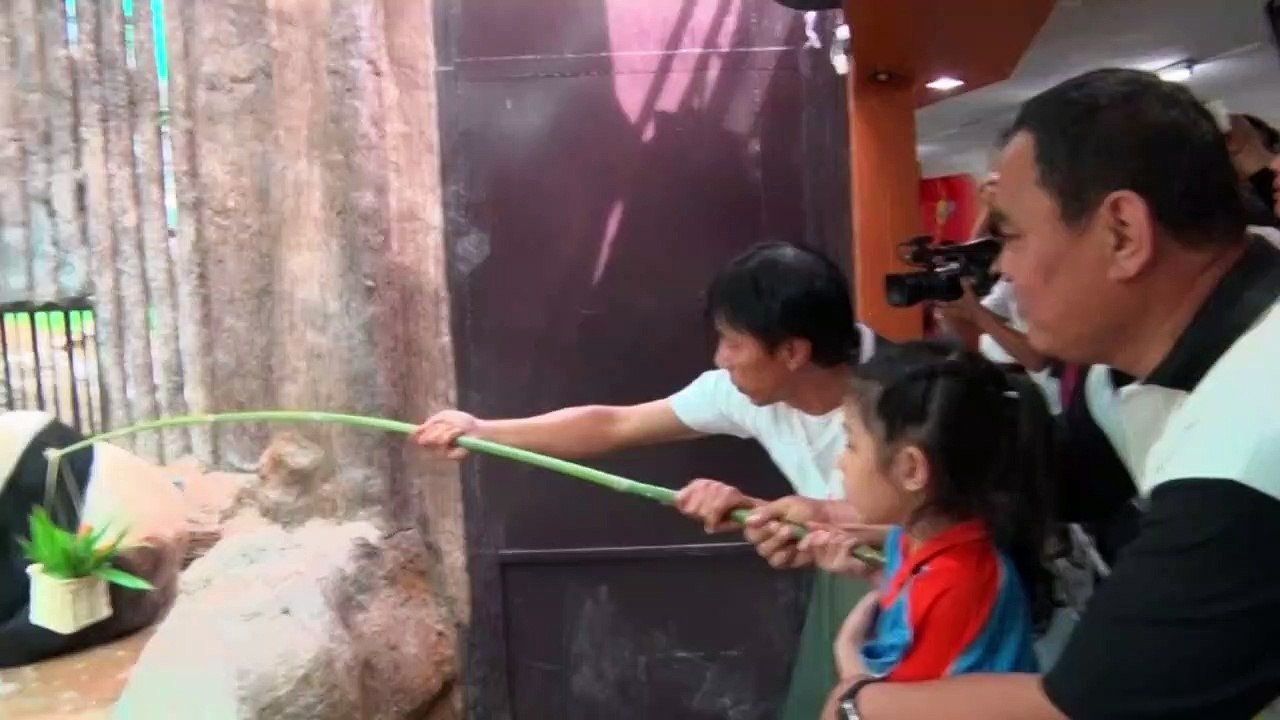 Panda Lin Hui morre na Tailândia aos 21 anos