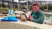 Britain's oldest penguin celebrates her 35th birthday