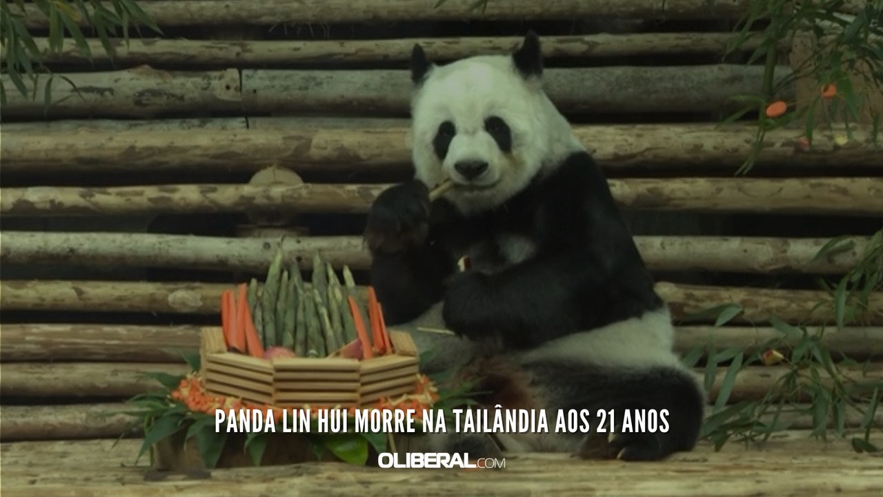 Panda Lin Hui morre na Tailândia aos 21 anos