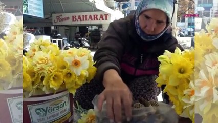 Kuzugöbeği mantarı mahallenin geçim kaynağı oldu! Fiyatı altın ile...