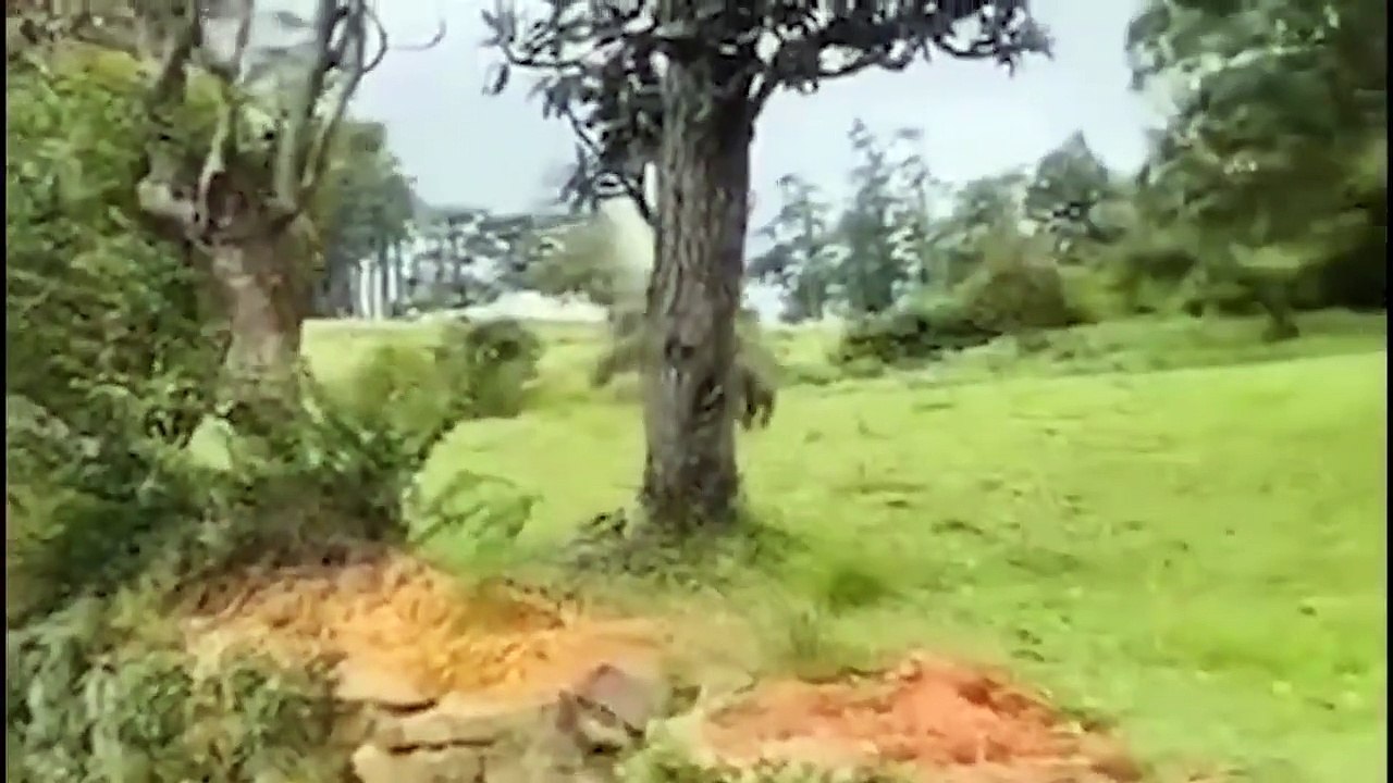 OMG! Cow Strikes Back Using Sharp Horns To Stab Deep Into leopard Then Escapes Death Spectacularly