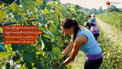 Reasons That Make A Wine Tour Worth Going