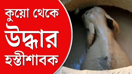 কুয়ো থেকে উদ্ধার হল হস্তীশাবক