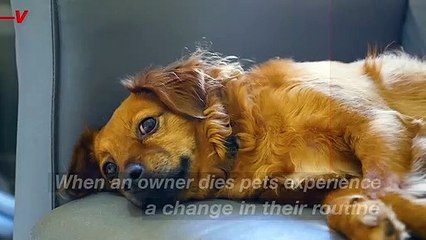 Do Pets Grieve, Too? Experts Say, Yes