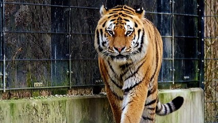 pexels-nicky-pe-7246228-1920x1080-24fps