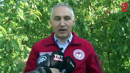 Sezonun ilk kirazı 800 TL’den satıldı