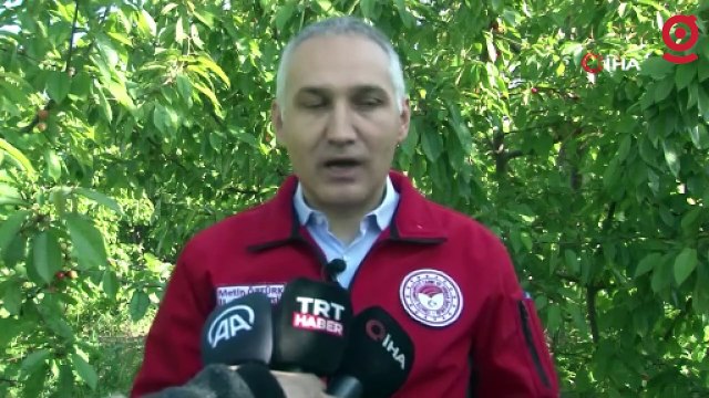 Sezonun ilk kirazı 800 TL’den satıldı