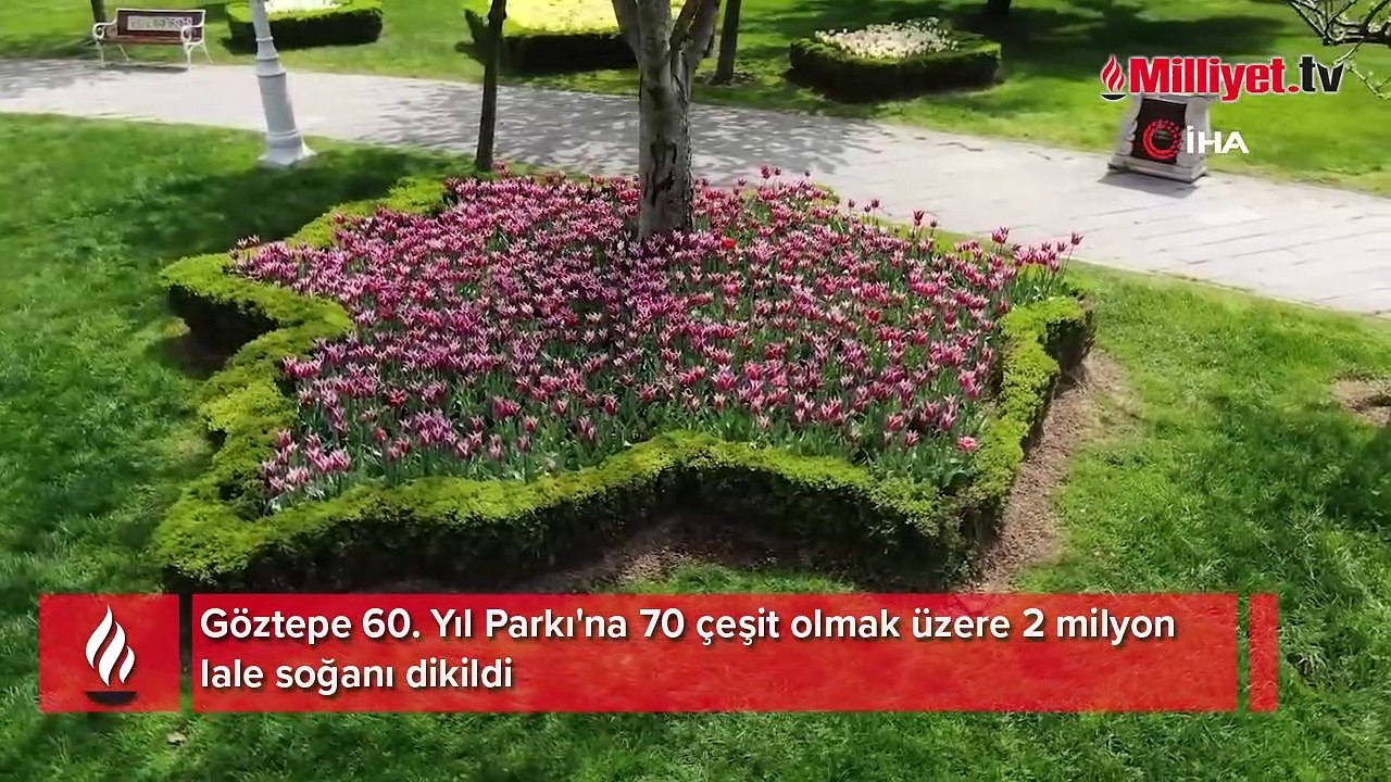 İstanbul’da lale şöleni: 70 çeşit lale, 2 milyon soğan dikildi