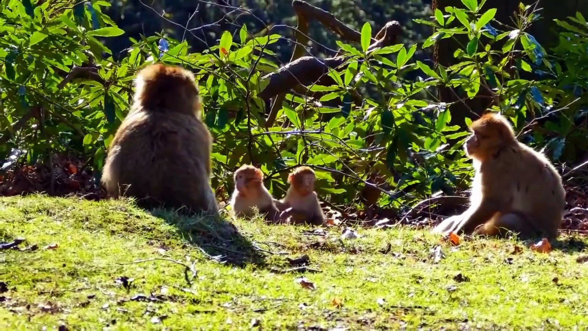 ⁣Animal Planet : Animals that Call the Jungle Home - Scenic Animals Film