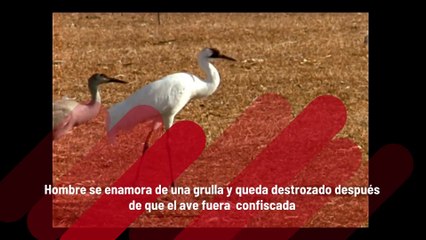 Hombre se enamora de una grulla y queda destrozado después de que el ave fue  confiscada