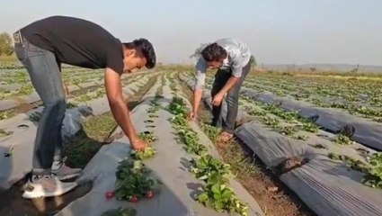 तेन्दूखेड़ा: स्कूली छात्र कर रहे स्ट्रॉबेरी की खेती, देखिए खास रिपोर्ट